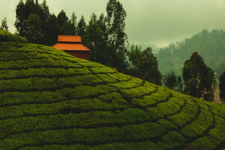 Affordable Travel Tips and Planning for a Pocket-Friendly Trip To Ooty